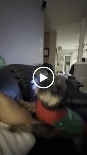 Customer video review of Squeaky Gems