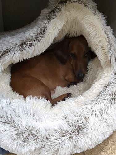Customer photo review of Burrow Buddy™ - Pet Bed