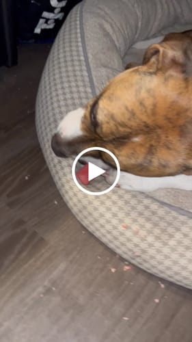 Customer video review of MIX FLAVORED (strawberry, banana, mint, & pumpkin): A PACK OF 4 STICKS