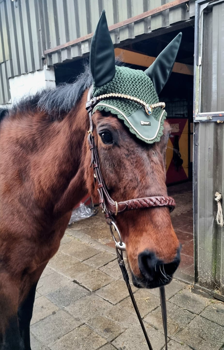 Customer photo review of Odessa bonita Multi Bridle with padded noseband - MASEGO bit to bitless system