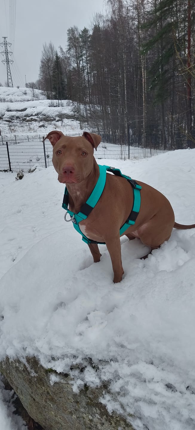 Customer photo review of Training Anti Pull TRI-Harness® | M-XL Breeds - Turquoise