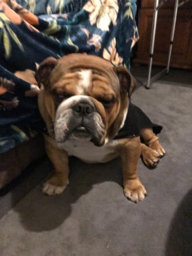 Customer photo review of DoggieBalm Manuka
