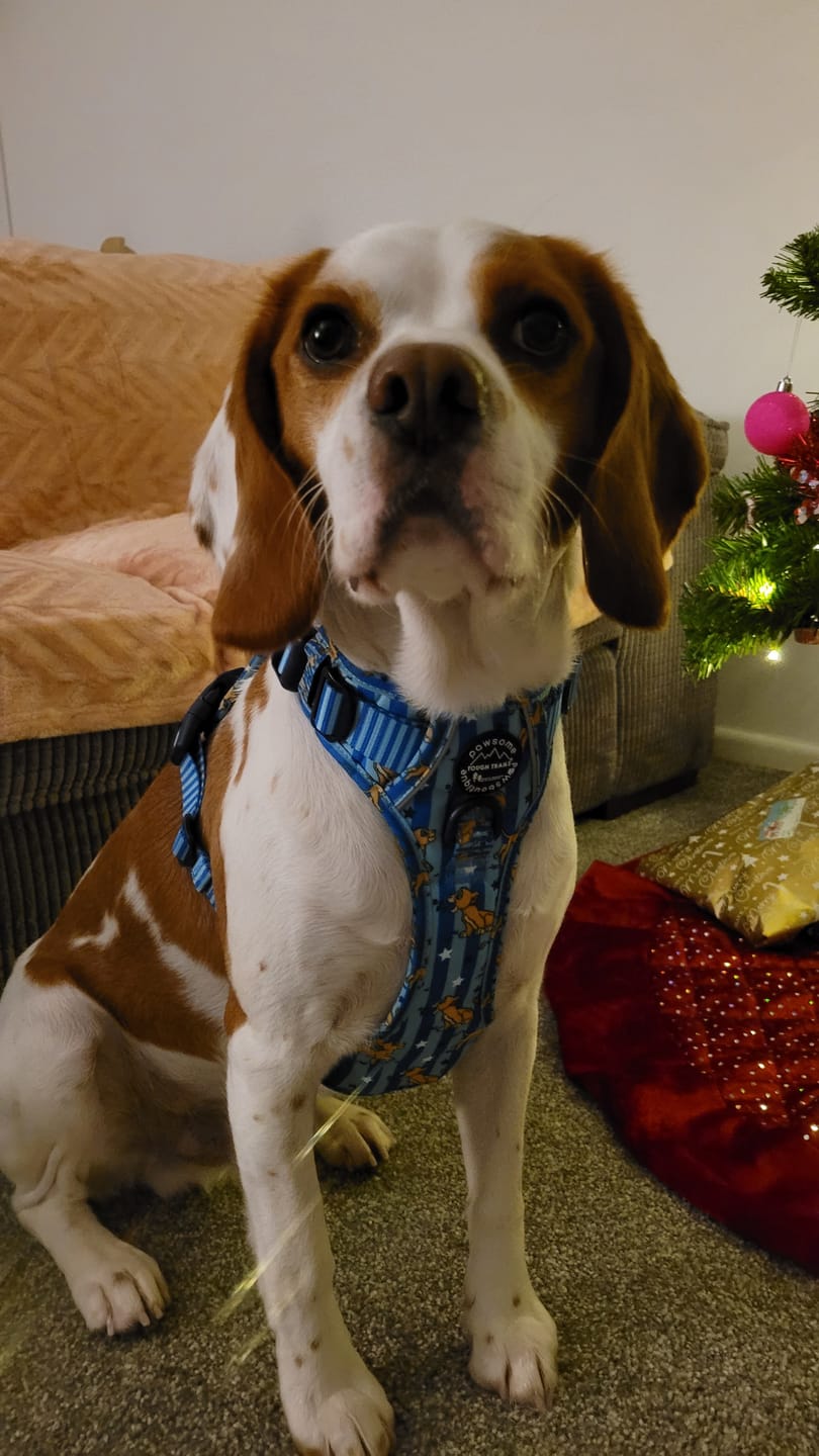 Customer photo review of Disney© Tough Trails™ Harness - Simba