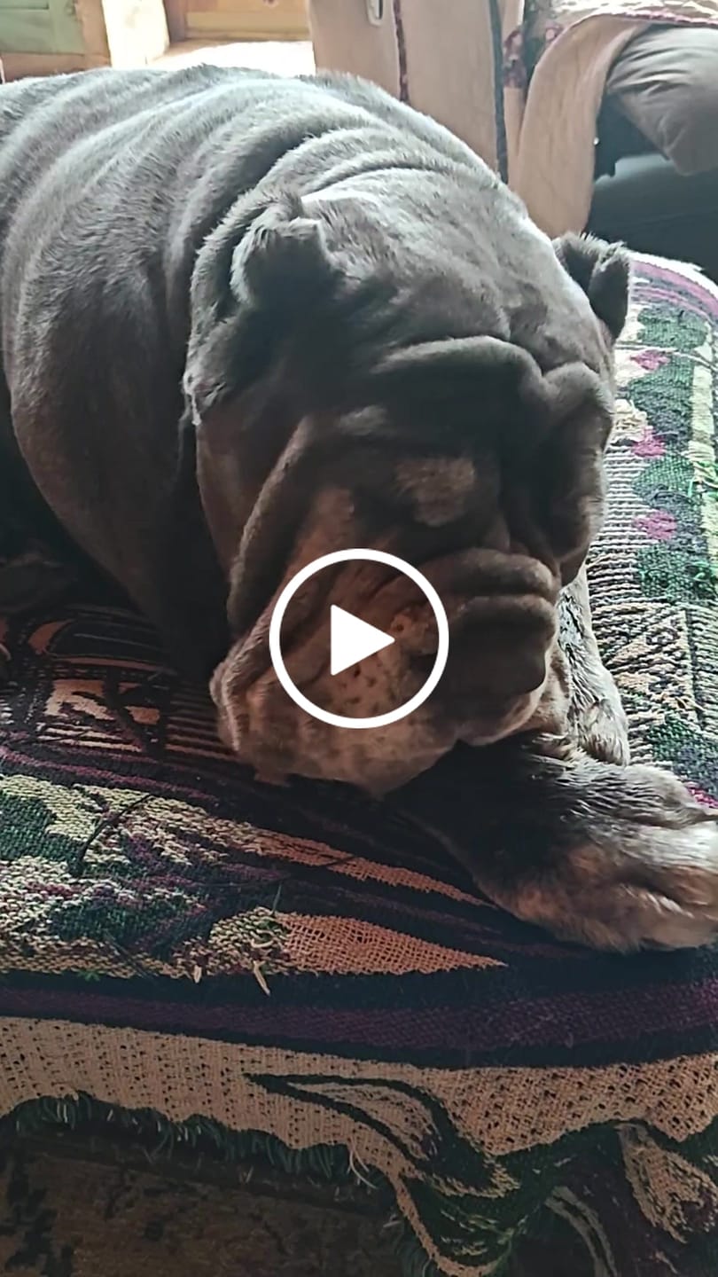 Customer video review of Power Bully Sticks - 12 Inch