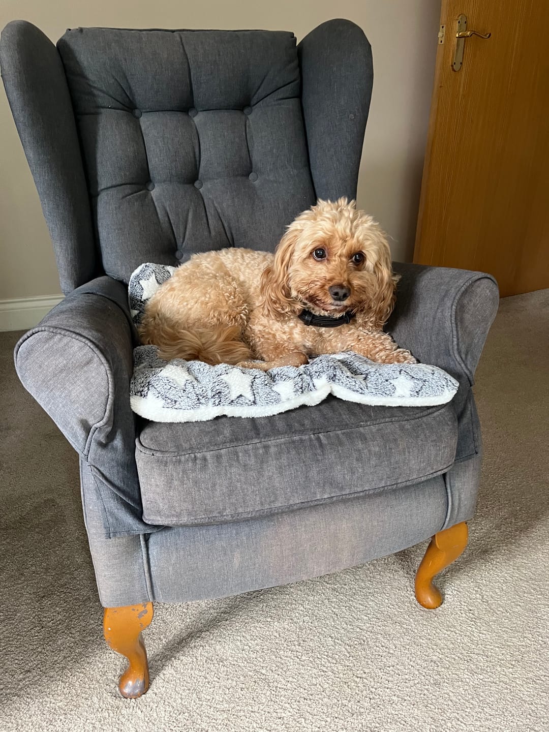 Customer photo review of Total Dental Care Supplement For Dogs