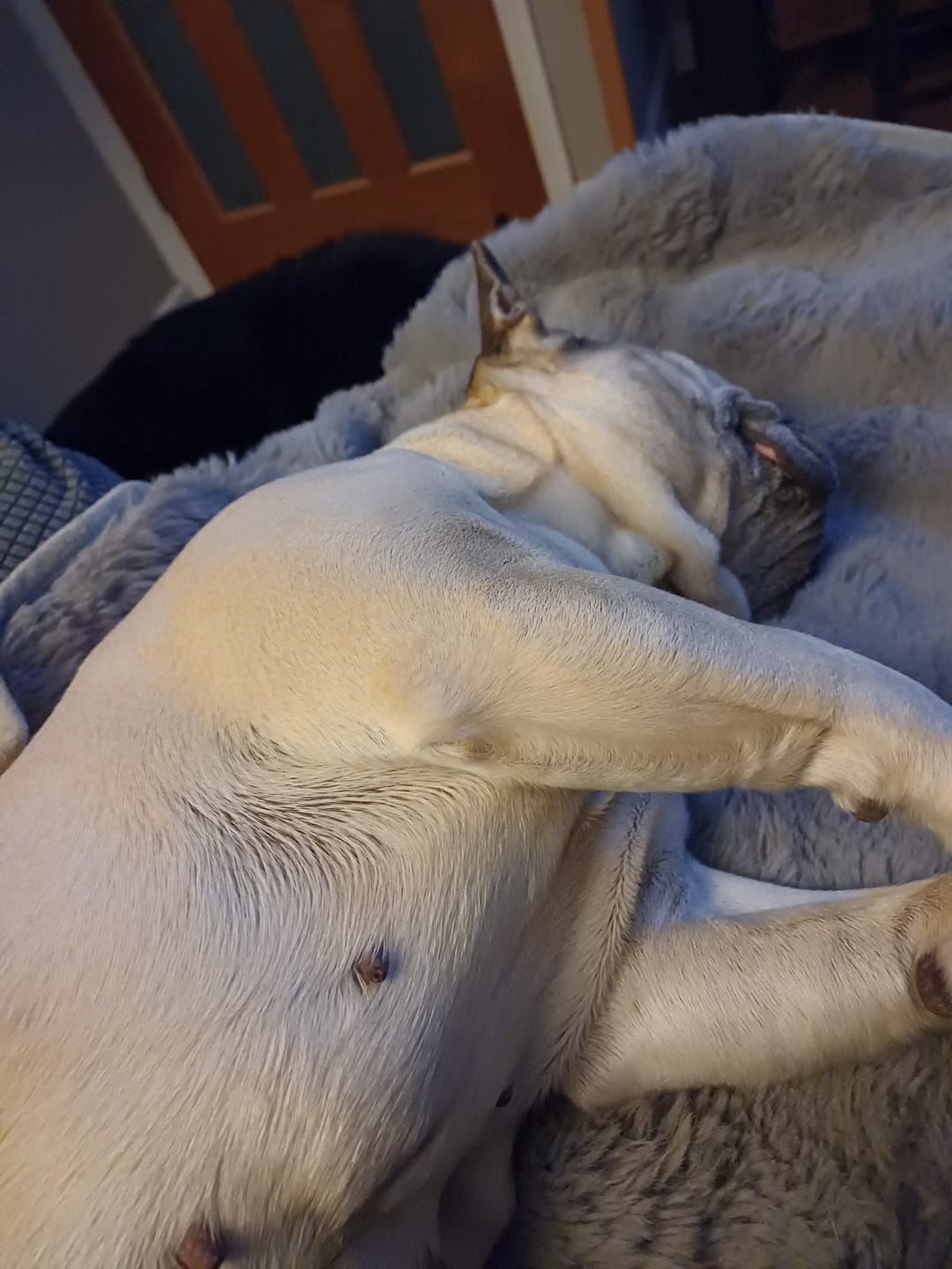 Customer photo review of Dog Duo Pack