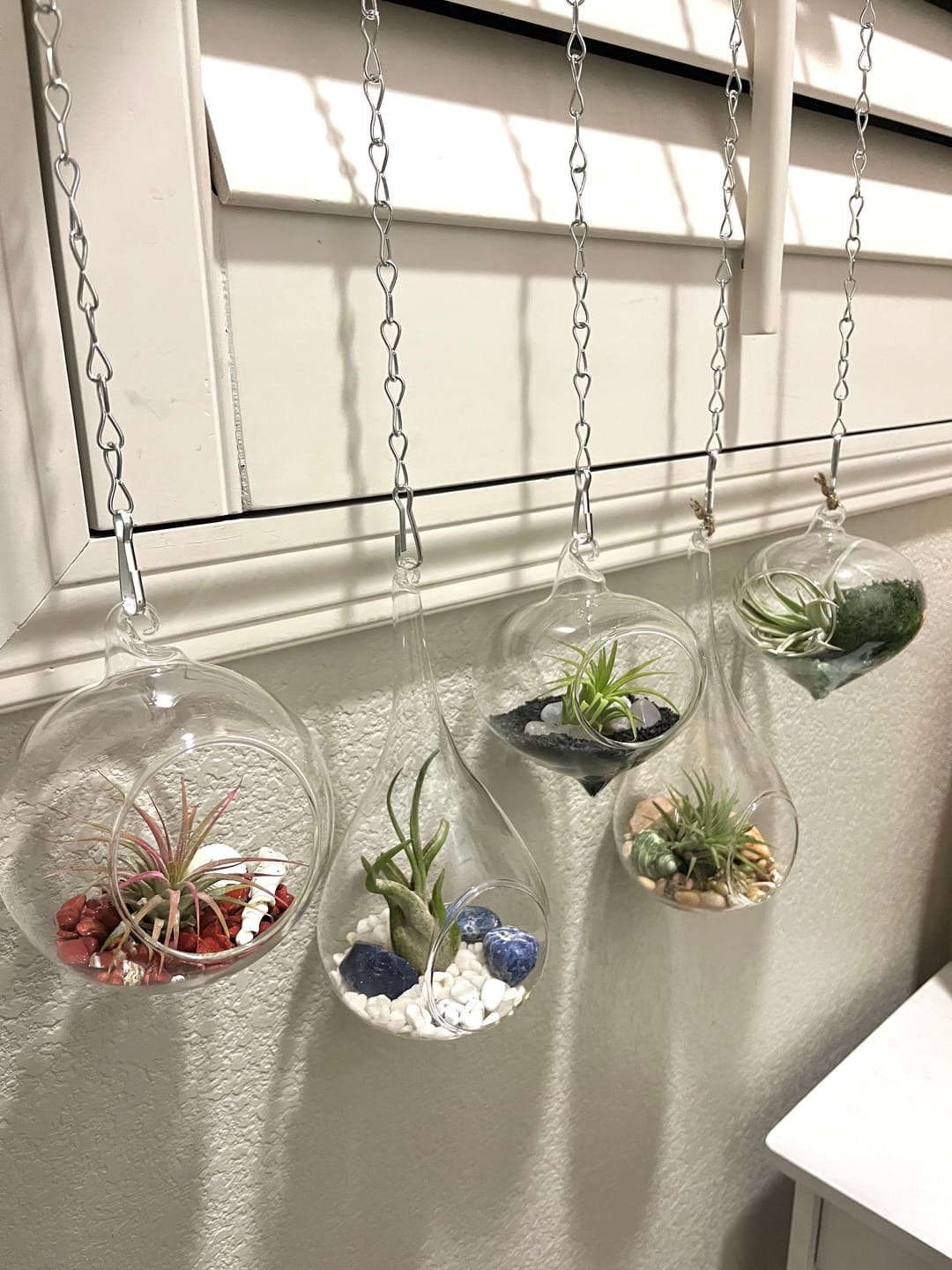 Customer photo review of 10 Pack Premium Air Plants Mix  *Cannot Be Shipped Internationally*