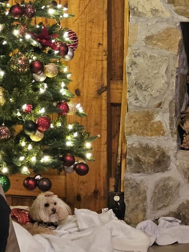 T-shirt quilt with pets, christmas themes by Kimberly from TN