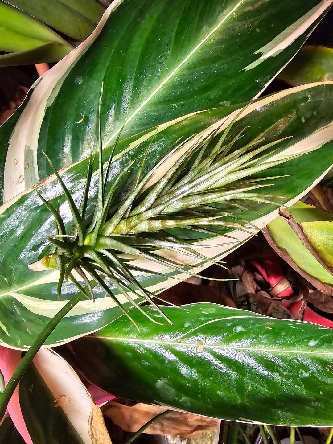 Customer photo review of Aeranthos 'Zebrina'  *NEW WORLDWIDE RELEASE!*