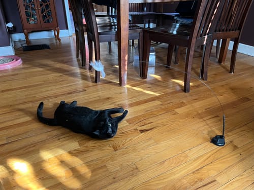 Customer photo review of Interactive Bird Simulation Cat Toy Set