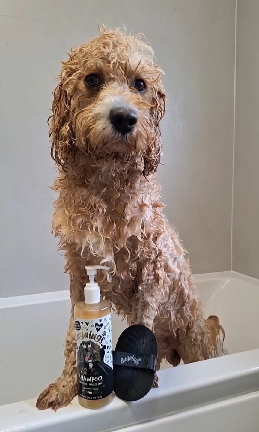 Customer photo review of One in a Million Dog Shampoo