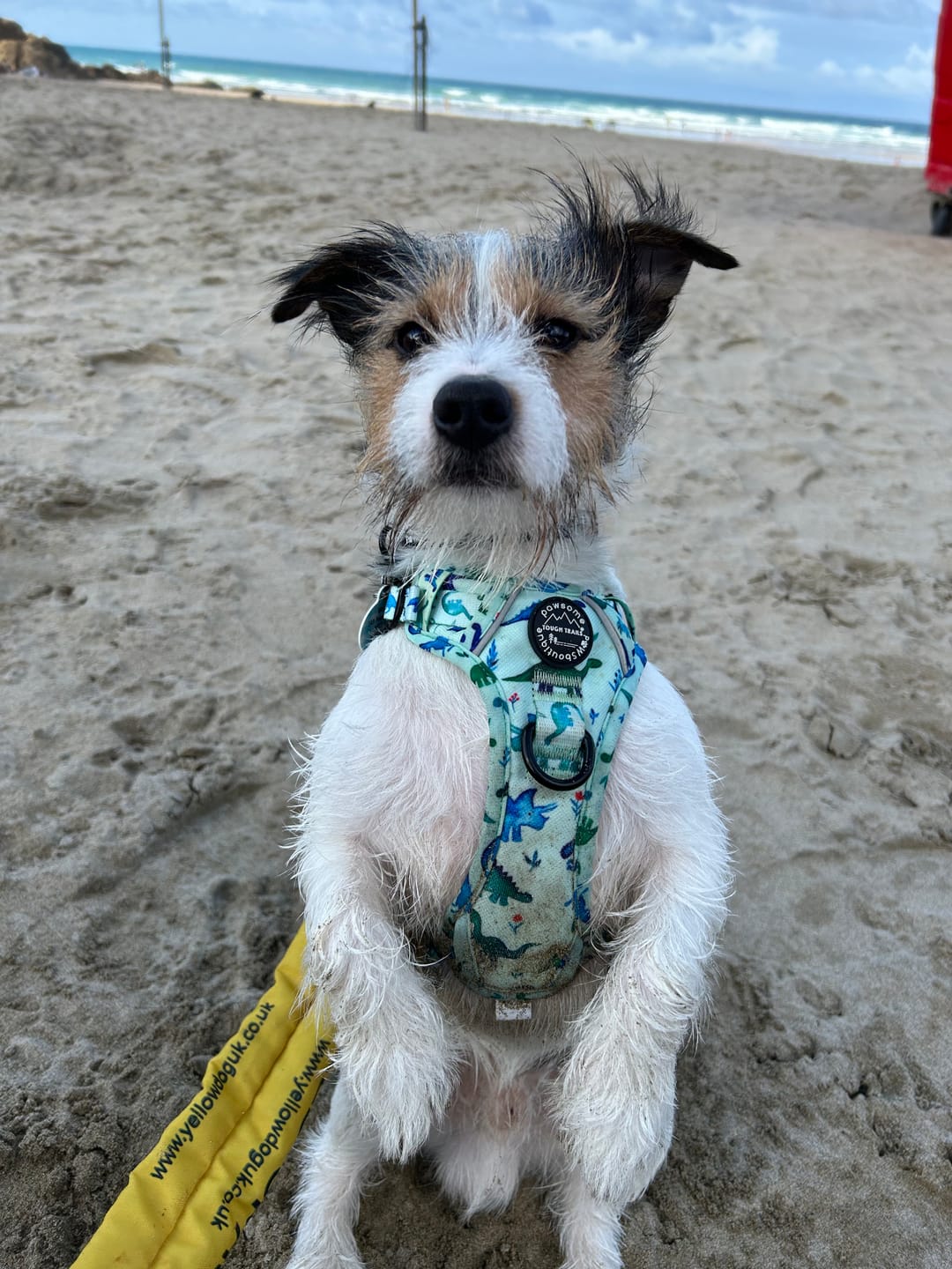 Customer photo review of Tough Trails™ Harness - Dinky Dino