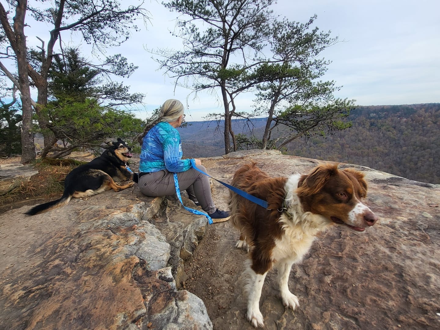 Customer photo review of Dog WALK-EASY™ Advanced Hip & Joint Pain Remedy