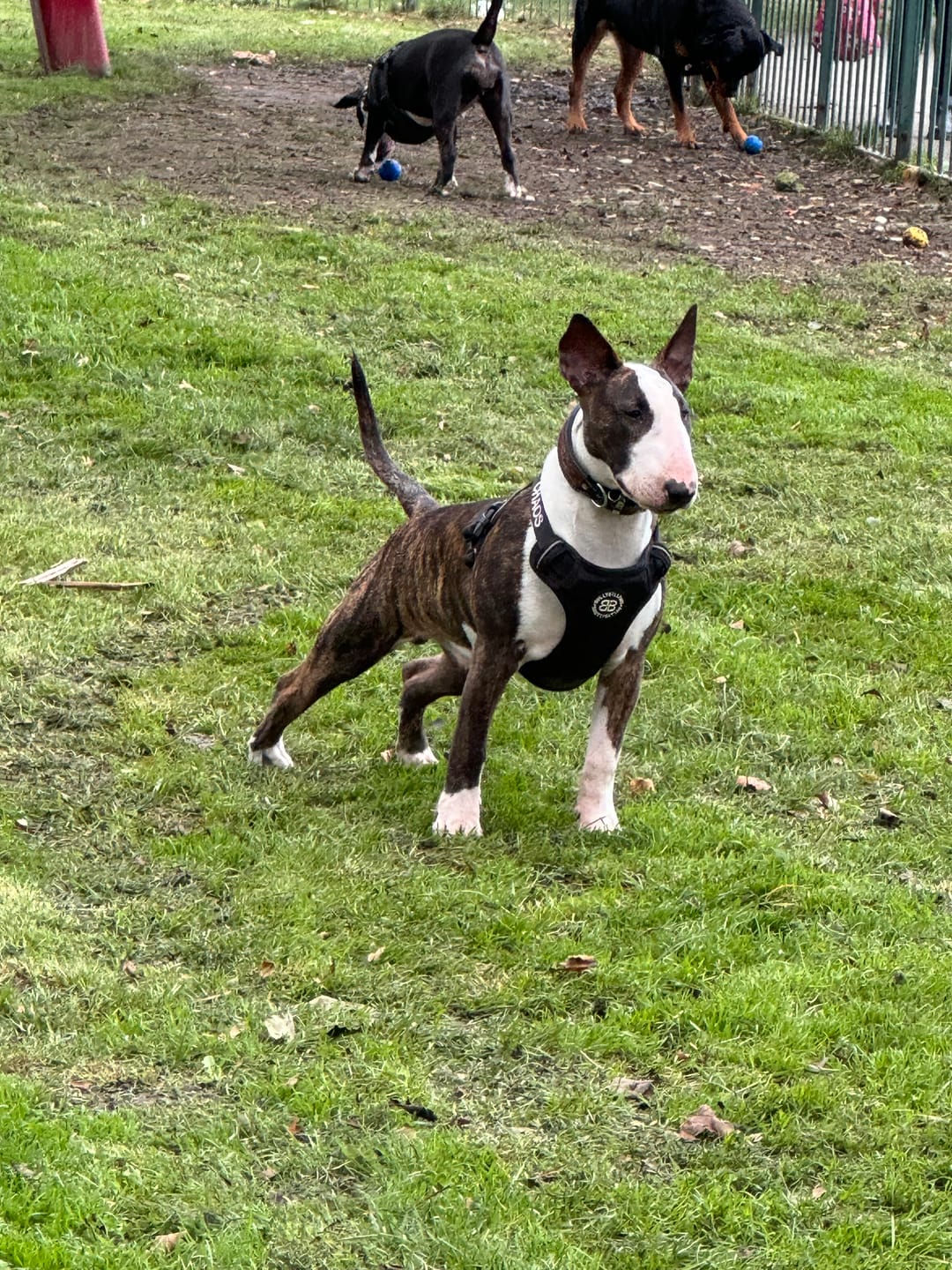 Customer photo review of Premium Comfort Harness | Non Restrictive & Adjustable - Black v2.0