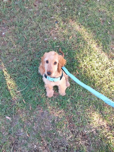 Customer photo review of Walk Essentials