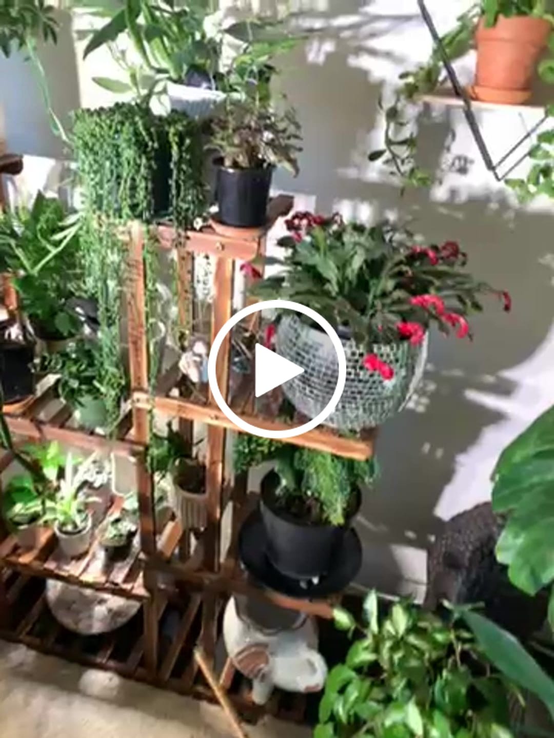 Customer video review of Houseplant Top 40 Guide + Playlist
