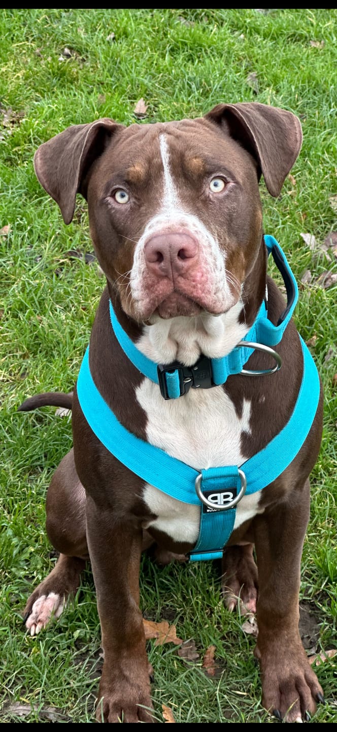 Customer photo review of Training Anti Pull TRI-Harness® | M-XL Breeds - Light Blue
