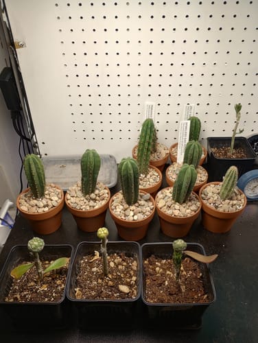 Customer photo review of Trichocereus Pachanoi | Non-PC San Pedro Cactus