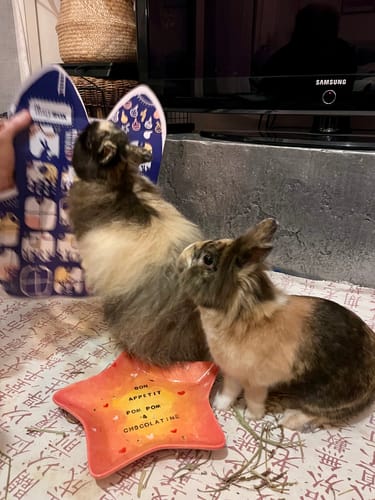 Customer photo review of Le Calendrier de l'Avent Magic'Bunny