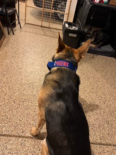 Customer photo review of Blue Bully Proof Collar