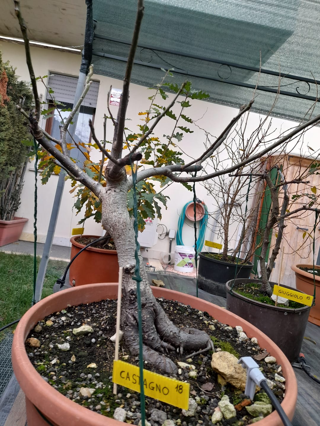Customer photo review of KRIPTON CB® (Probiotico professionale per bonsai)