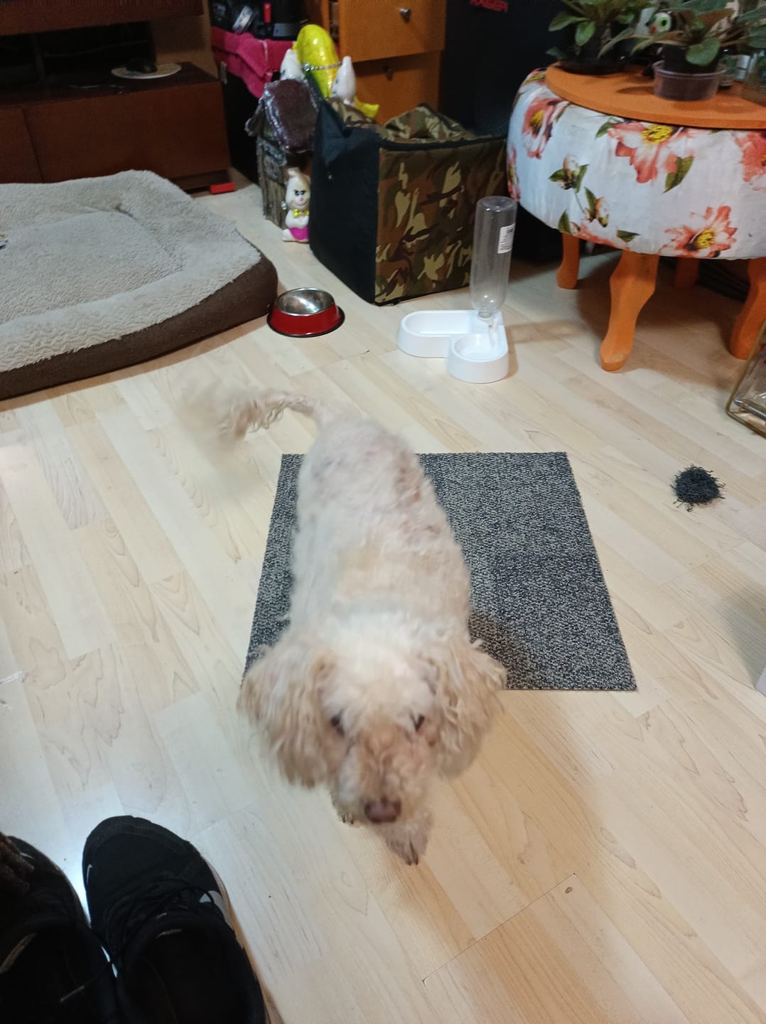 Customer photo review of Happy Flex I  Anti Inflamatorio Para Perros y Gatos. Articulaciones, huesos y cadera