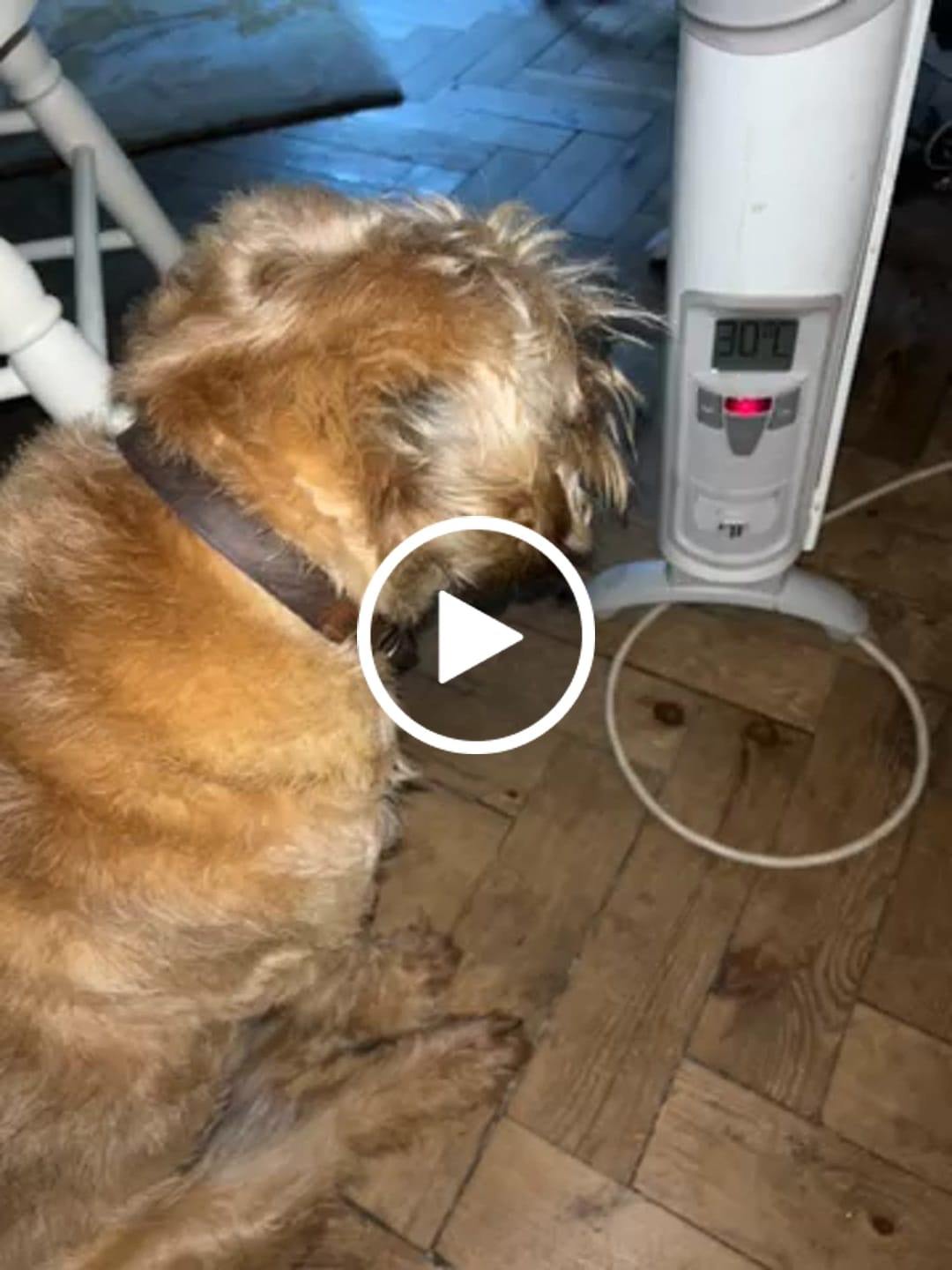 Customer video review of Five Fish Small Breed Dry Food