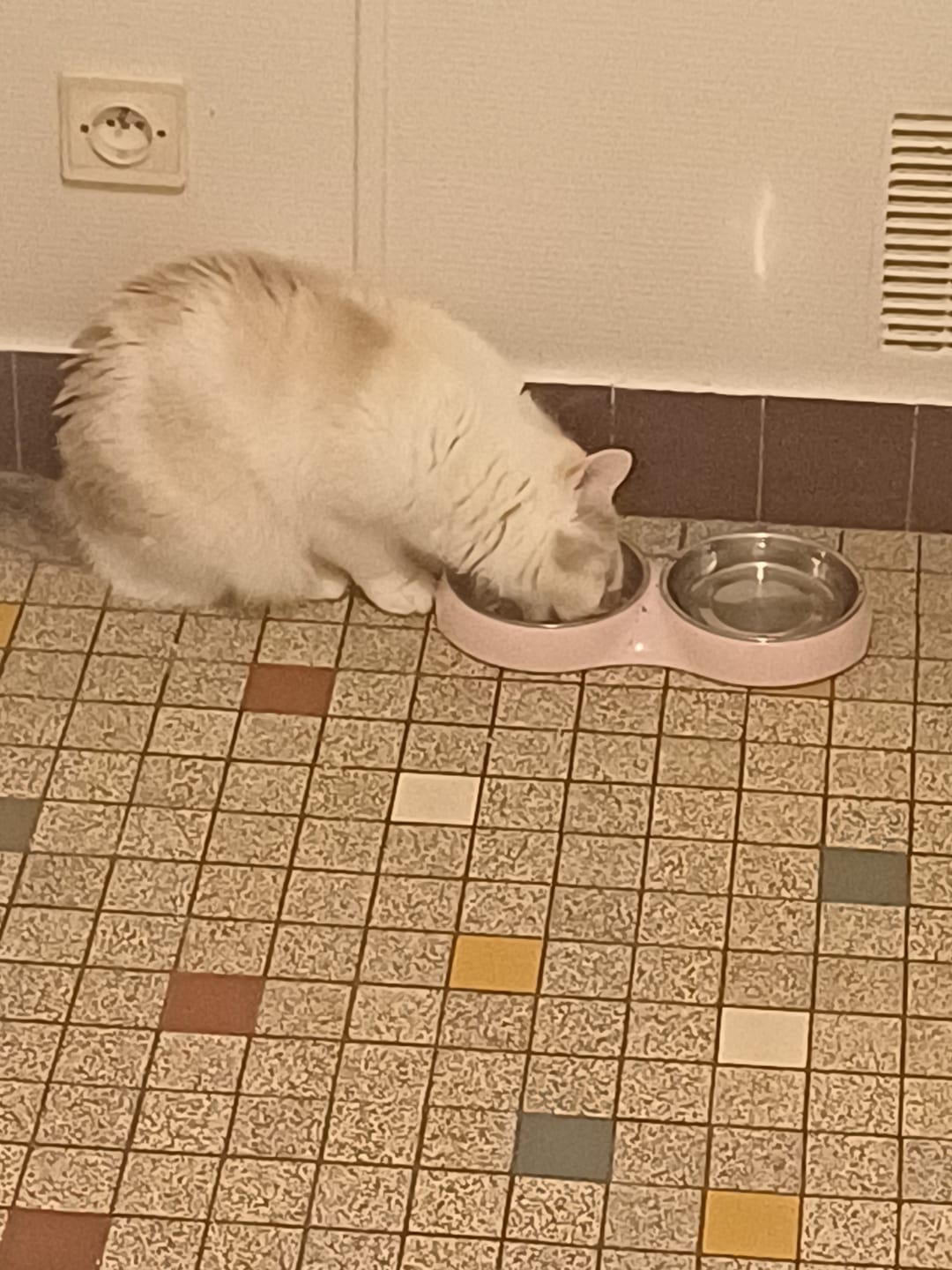 Customer photo review of Pâtées riches en thon& aux courgettes (chat stérilisé et chat adulte)
