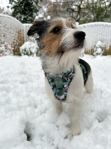 Customer photo review of Tough Trails™ Harness -Mistletoe Mountains