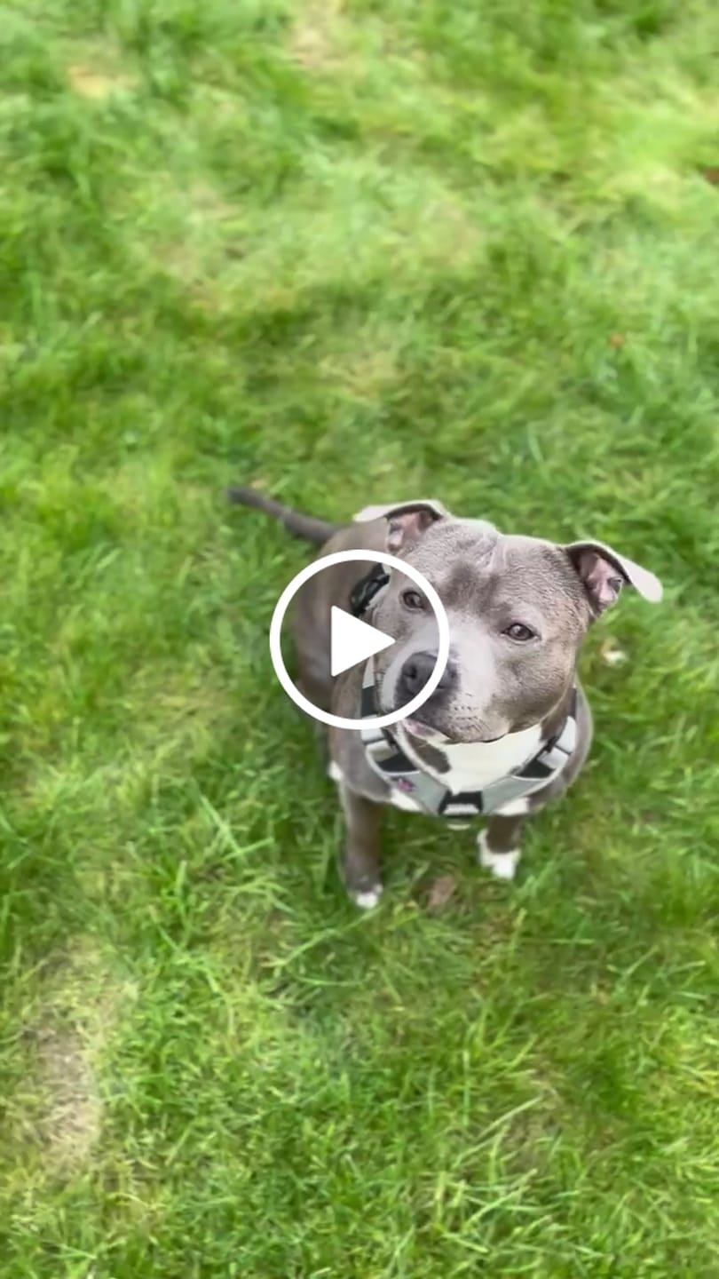 Customer video review of Anti Pull Harness | With Handle & Lighter | Hurricane Harness - Grey