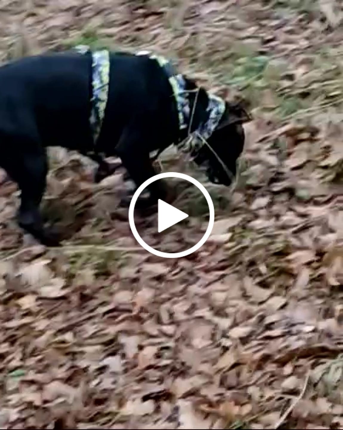 Customer video review of Training Anti Pull TRI-Harness® | M-XL Breeds - Lightning