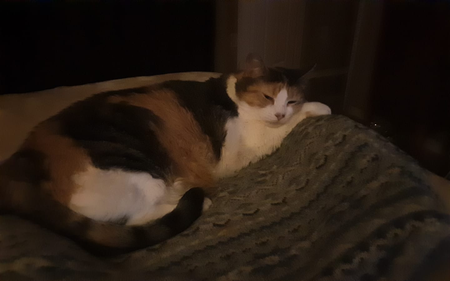 Customer photo review of Dog & Cat Scoot Stopper & Anal Gland Remedy