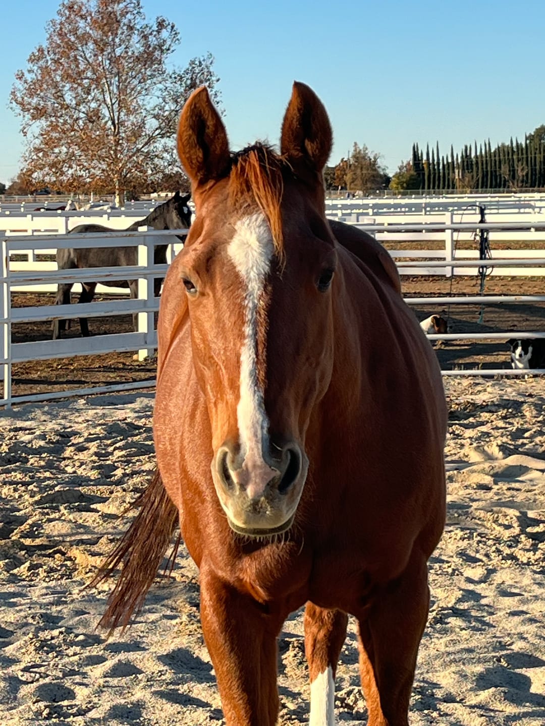 Customer photo review of Aloe Vera Pellets
