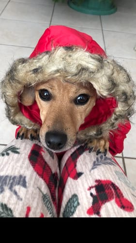 Darlene G. review of STRĀ Dog Beaded Bracelet image 1 out of 1