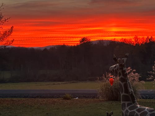 Customer photo review of Café Hacienda Doka Peaberry AA