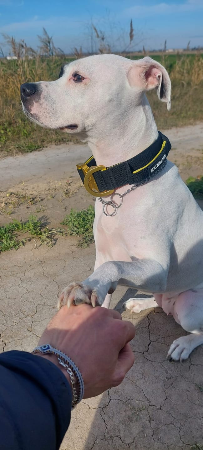 Customer photo review of 4cm LIGHTER Combat® Collar | With Handle Rated Clip - Black, Yellow & Gold