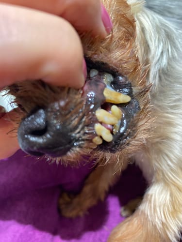 undefined review of DentalPaw Kutya Fogkő Eltávolító Fog és Szájápoló Gél image 1 out of 1