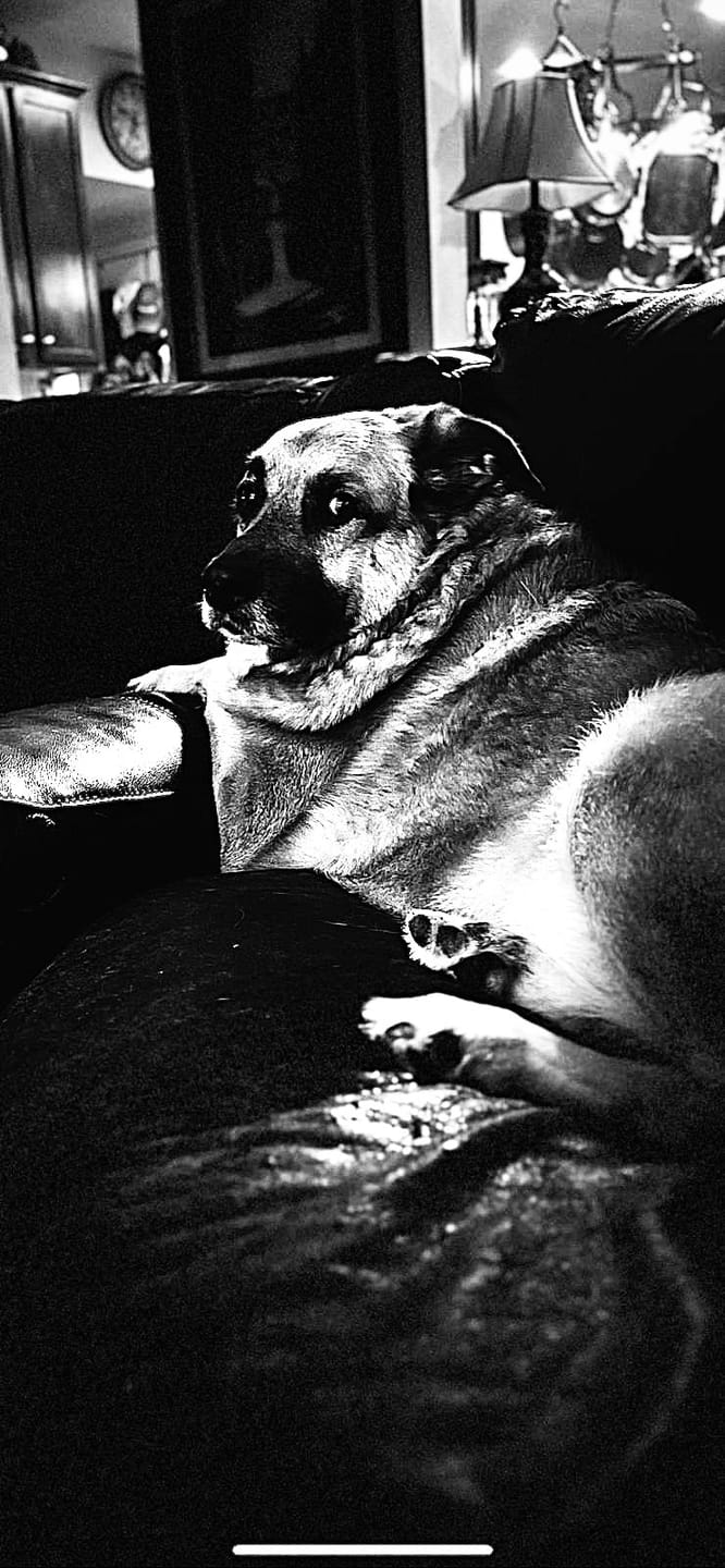 Customer photo review of 6 Inch Thick Braided Bully Stick