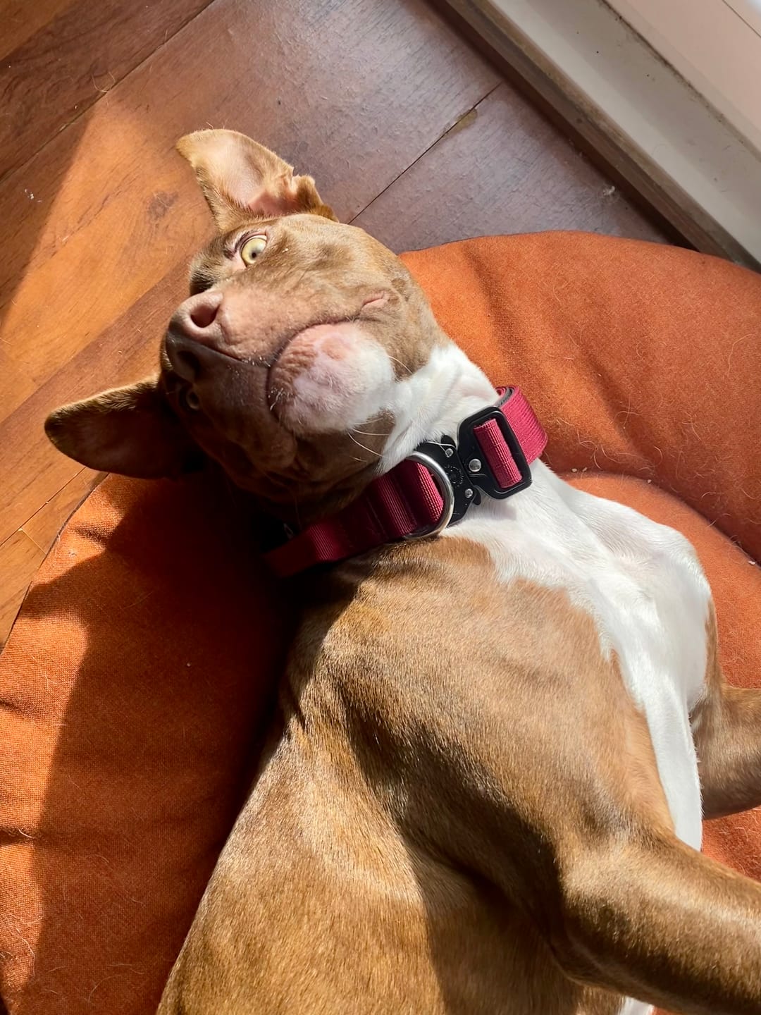 Customer photo review of 4cm Combat® Collar | Handle & Rated Clip - Burgundy