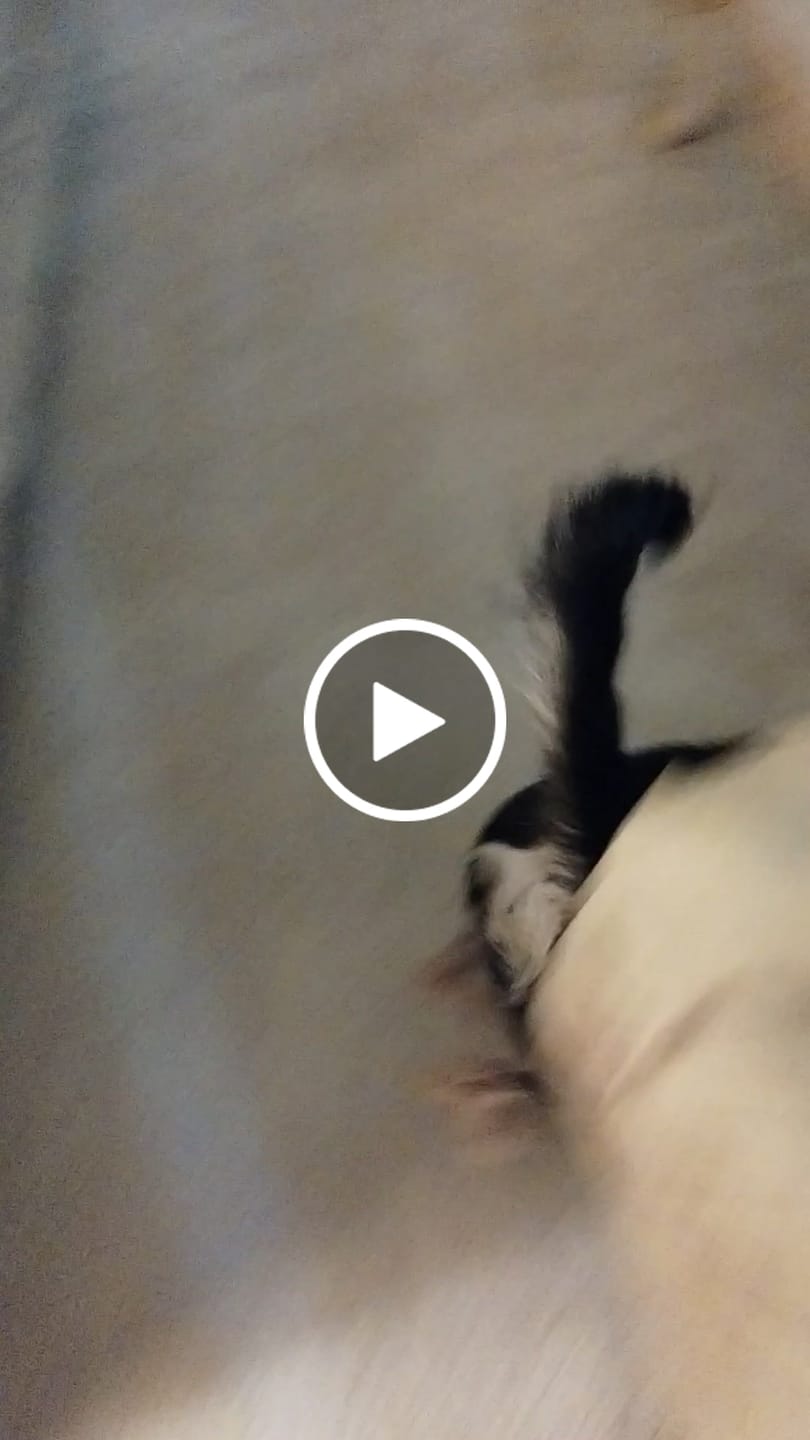 Customer video review of Organic Baked Dog Treats - Cheeze Pleeze