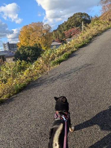 Customer photo review of FunFunPet 高機能ハーネス（お名前タグ作成サービス付き）