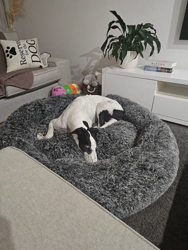 Customer photo review of PaWz Premium Calming Pet Bed with Removable Cover
