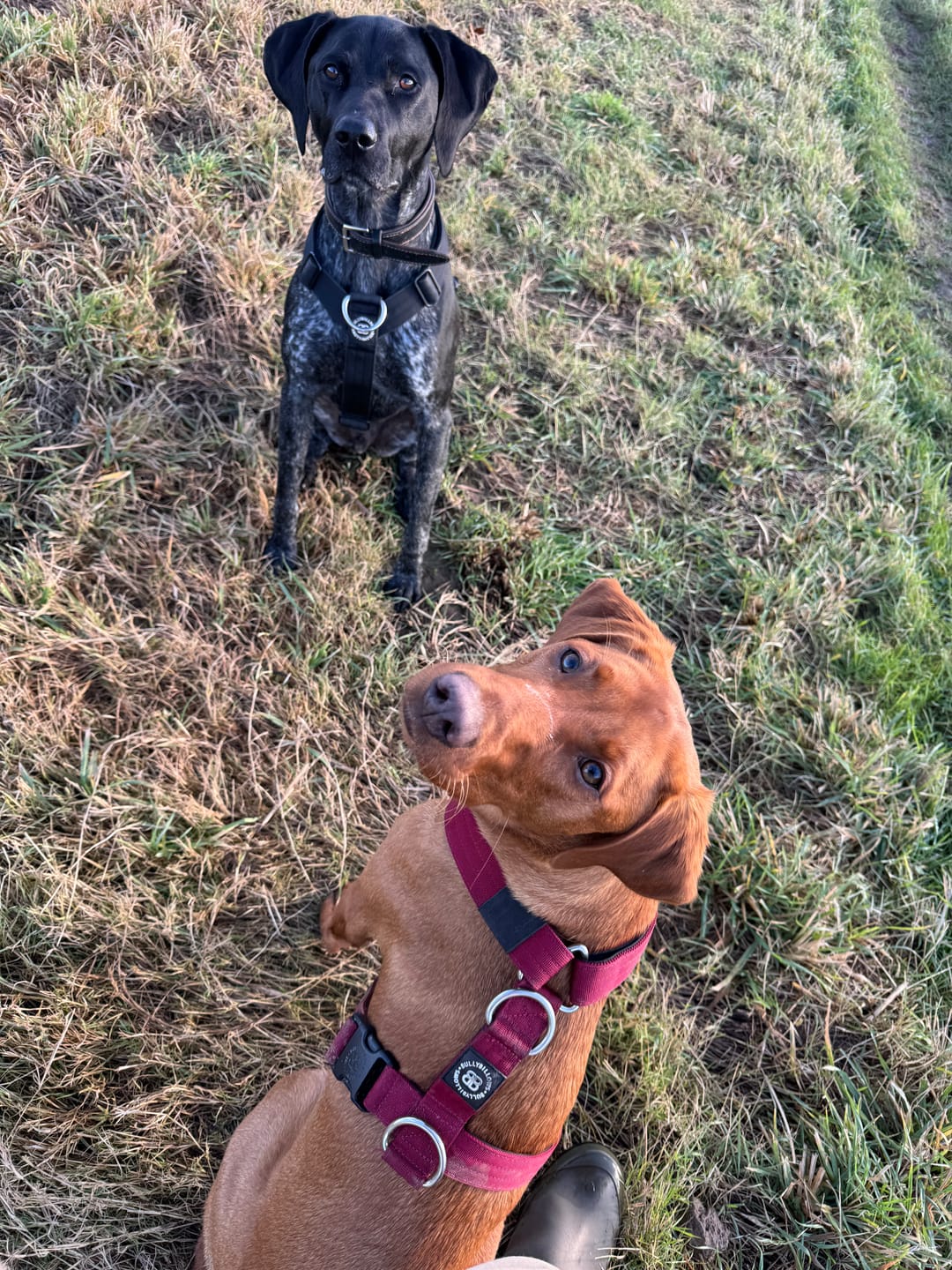 Customer photo review of Training Anti Pull TRI-Harness® | M-XL Breeds - Black