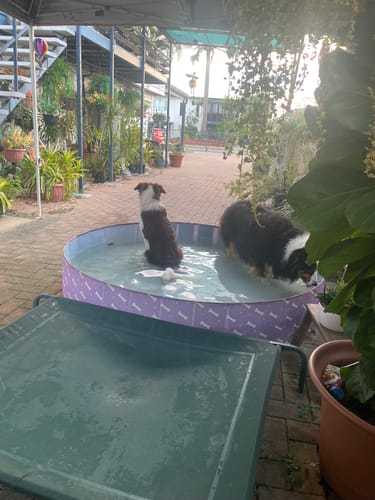 Customer photo review of Portable Pet Swimming Pool and Bath Tub