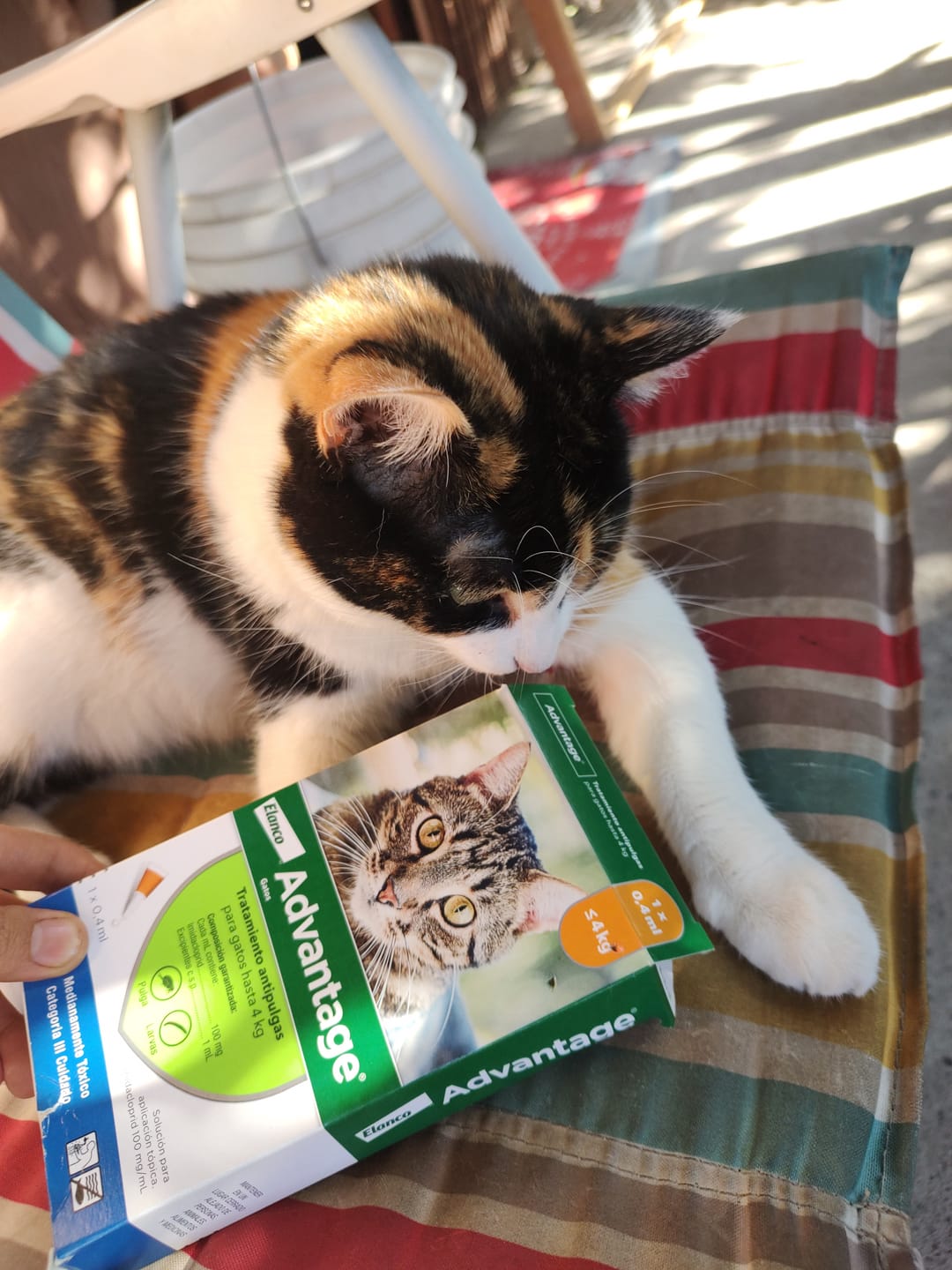 Customer photo review of PIPETA ADVANTAGE GATO HASTA  4KG   NARANJA 90199163