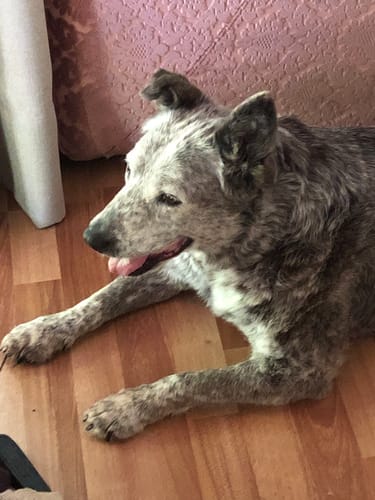 Customer photo review of Ear and Eye Pet
