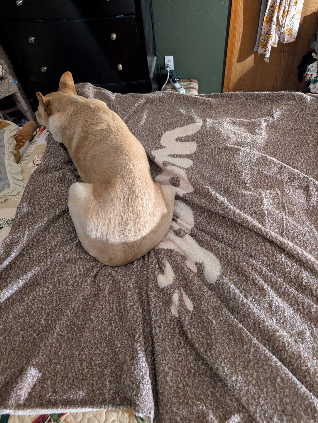 Customer photo review of Woof and Meow Waterproof Splash Blanket™