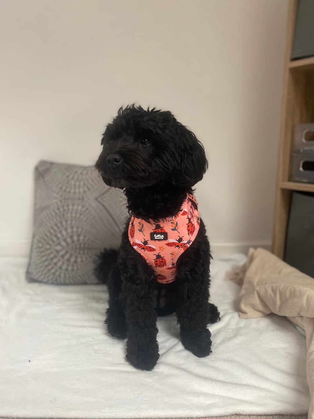 Customer photo review of Adjustable Dog Harness - Snug As A Lady Bug
