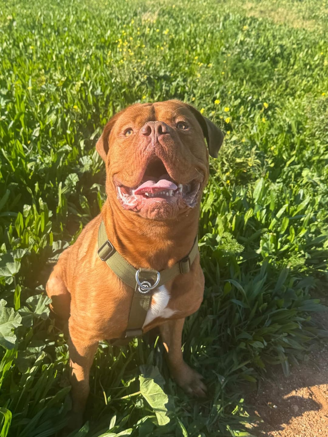 Customer photo review of Training Anti Pull TRI-Harness® | M-XL Breeds - Khaki