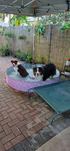 Customer photo review of Portable Pet Swimming Pool and Bath Tub